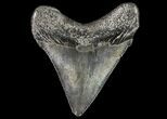 Juvenile Megalodon Tooth - Georgia #75291-1